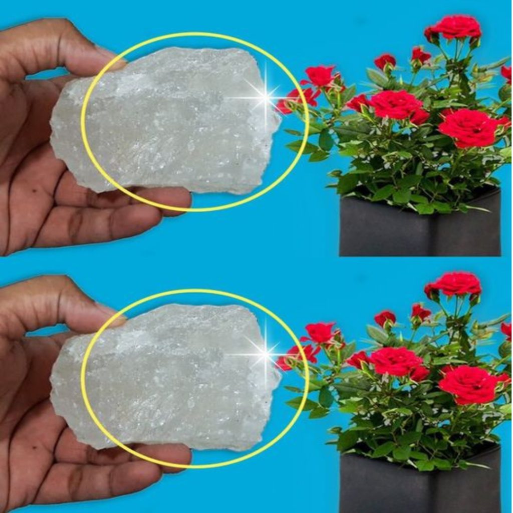 476961830 122130088172585673 4921380123095161214 n 63