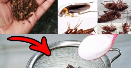 484303504 122200403600148206 625652077447370818 n (1)