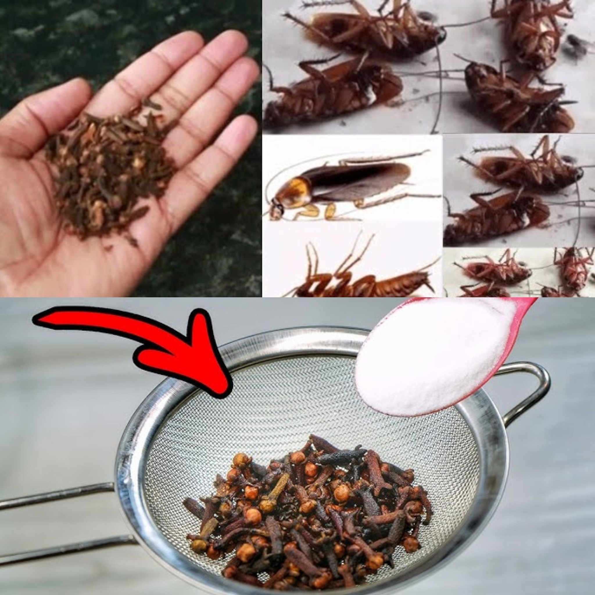 484303504 122200403600148206 625652077447370818 n (1)