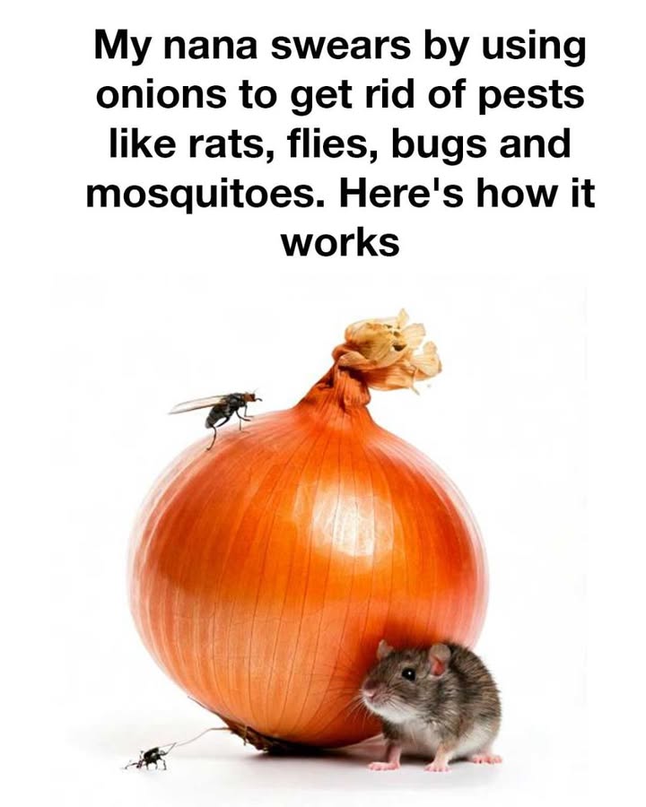 490459704 1198233948756231 5734115824807630353 n