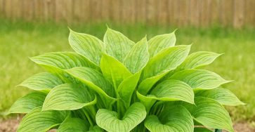 492102866 1154997113091532 2556552781282125997 n