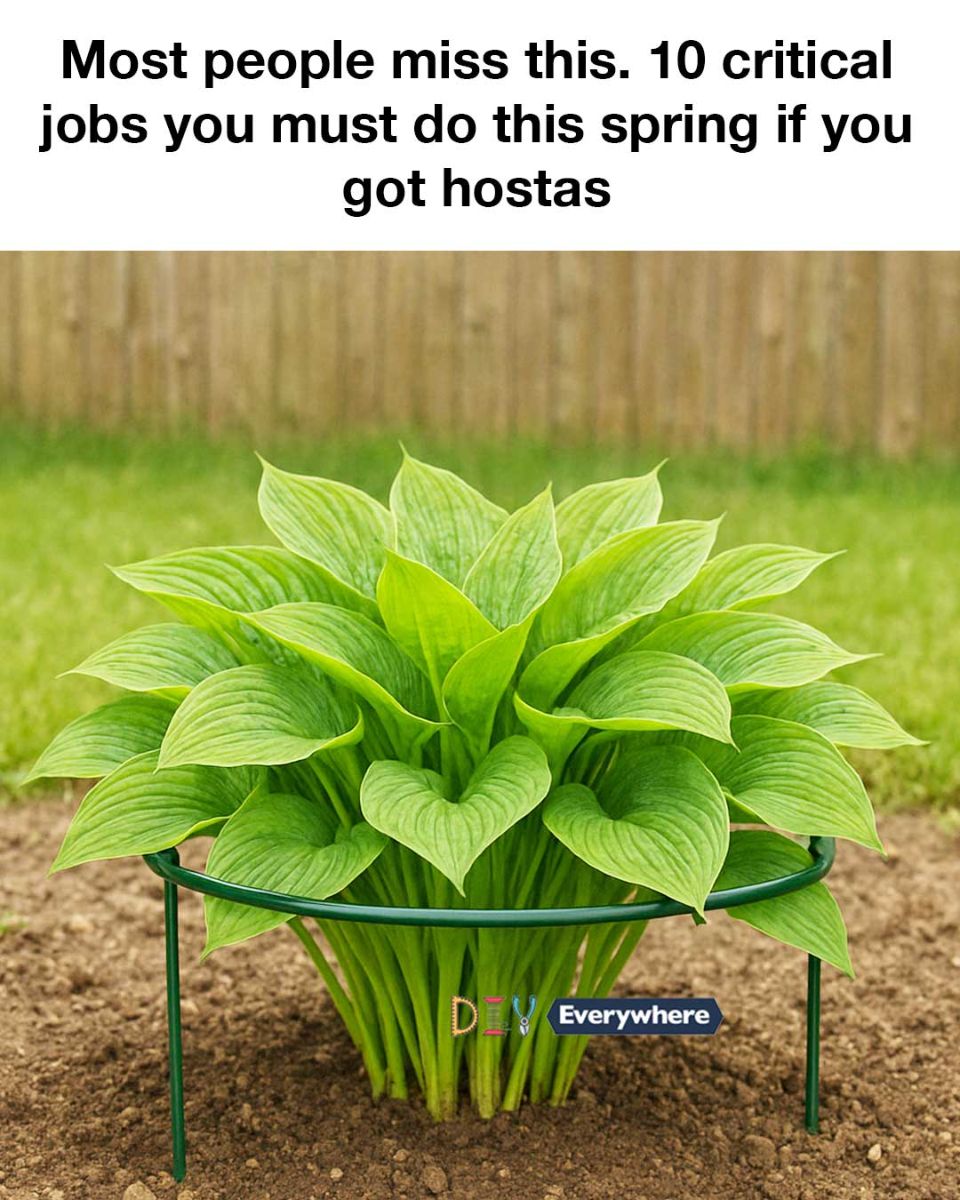 492102866 1154997113091532 2556552781282125997 n