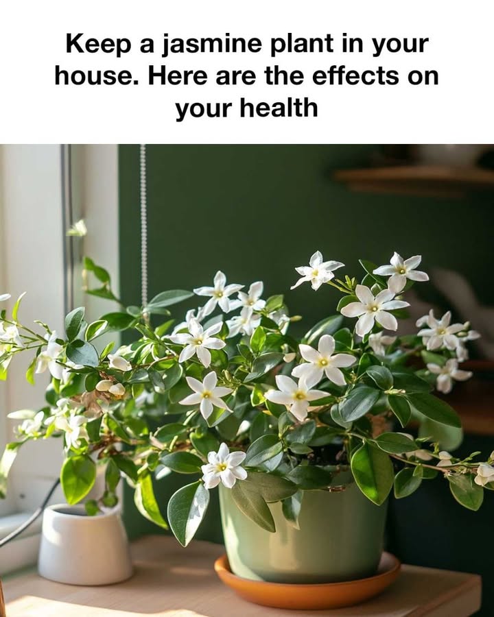 493316485 1159367725987804 5351116381543909400 n