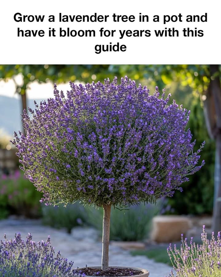 495197269 1166835518574358 6221667004434980046 n