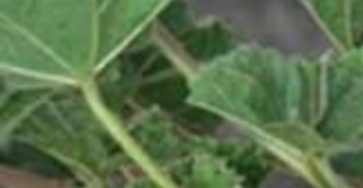 Screenshot 2025 02 07 17 26 24 043 com.brave .browser edit