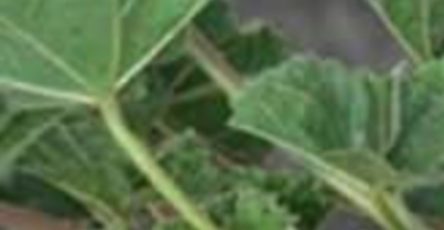 Screenshot 2025 02 07 17 26 24 043 com.brave .browser edit