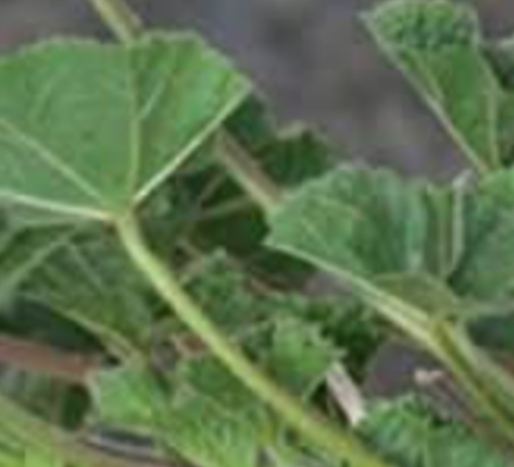 Screenshot 2025 02 07 17 26 24 043 com.brave .browser edit