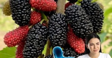 WhatsApp Image 2025 11 12 à 22.47.38 9c98f8cf