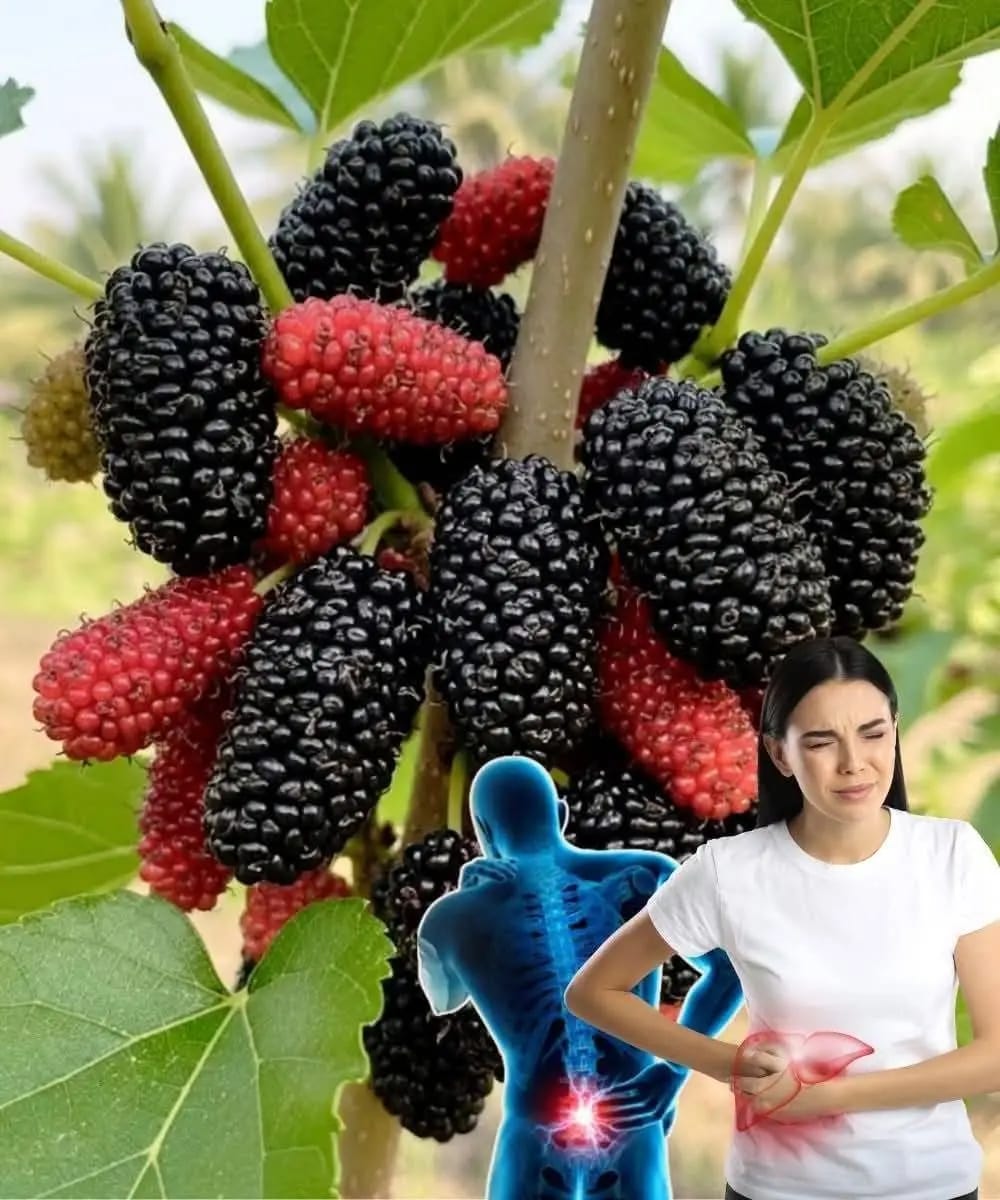 WhatsApp Image 2025 11 12 à 22.47.38 9c98f8cf