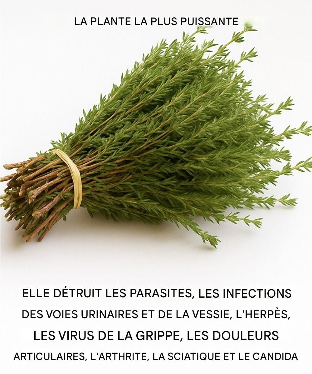 517243678 1591751348447980 8994444176123624430 n 1 1 1 768x960